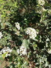 Viburnum tinus