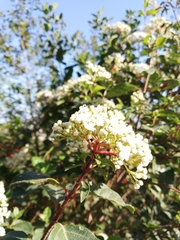Viburnum tinus
