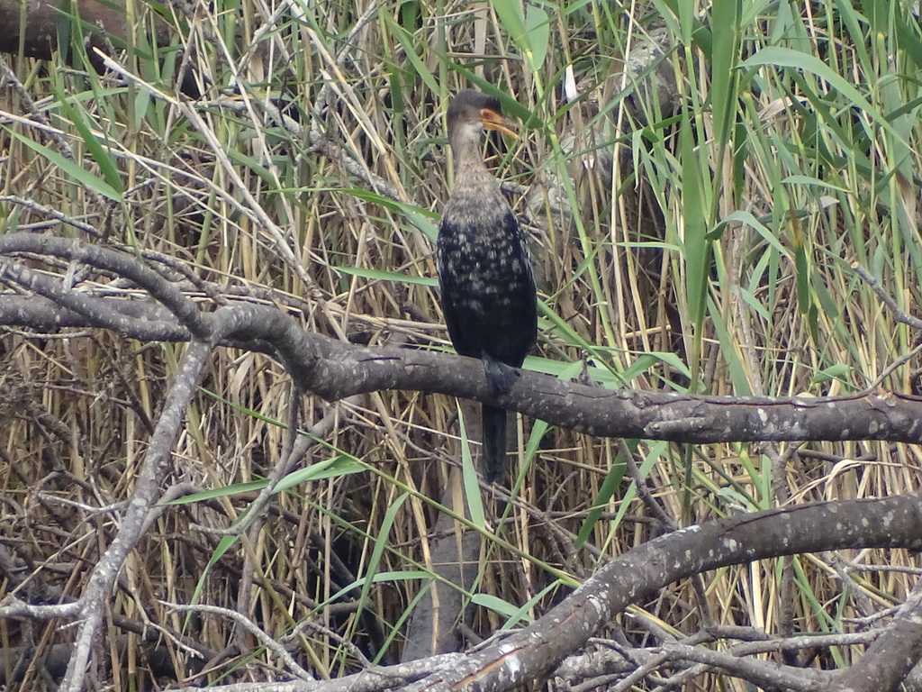 Reed cormorant perched on a branch in reeds