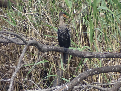 Cormorán africano (Microcarbo africanus)