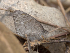 Ypthima asterope