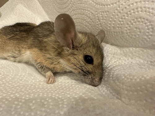 Bryant's Woodrat