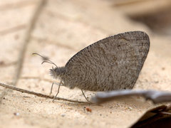 Ypthima asterope