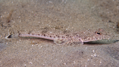 Cliff Flathead photo 3