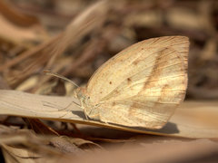 Eurema laeta