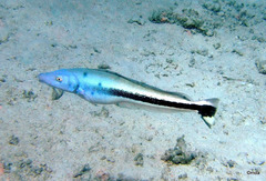 Blue Blanquillo photo 1