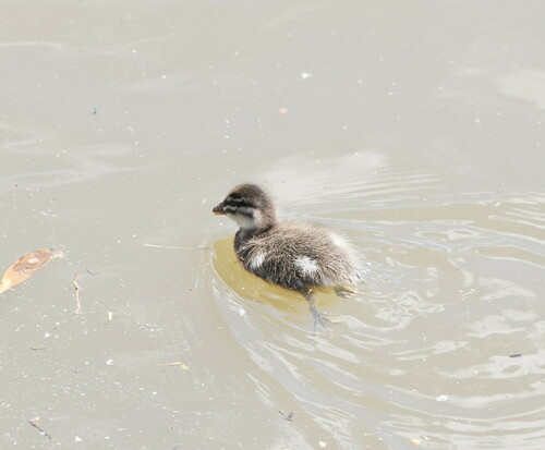 Canard à crinière, jeune