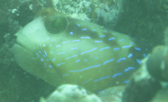 Lagoon Shrimp-Goby photo 5