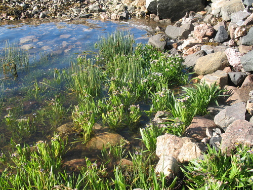 Sea Aster