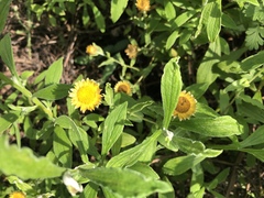 Helichrysum aureolum
