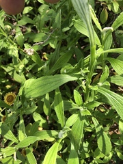 Helichrysum aureolum