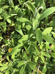 Helichrysum aureolum