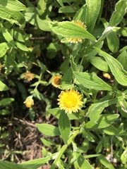 Helichrysum aureolum