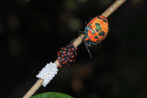 Hibiscus Harlequin Bug photo 4