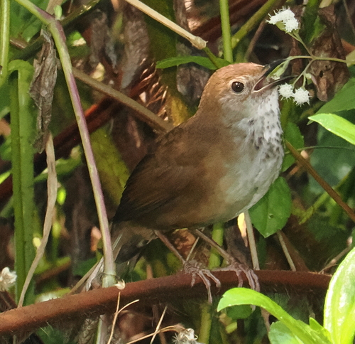 Javan Bush Warbler (Locustella montis), photo 4