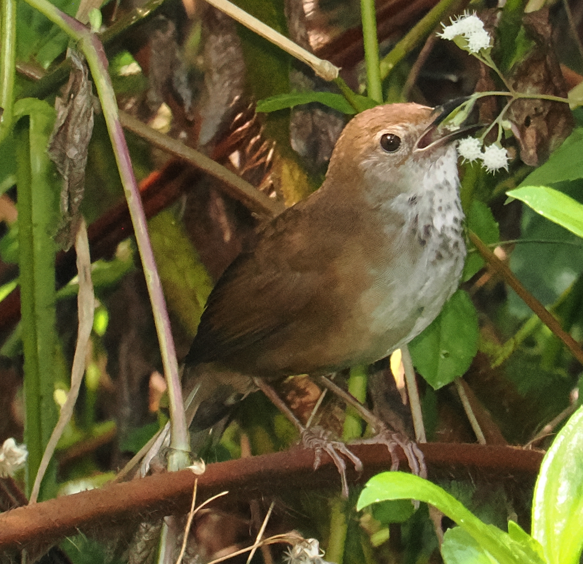 Javan Bush Warbler (Locustella montis), photo 4