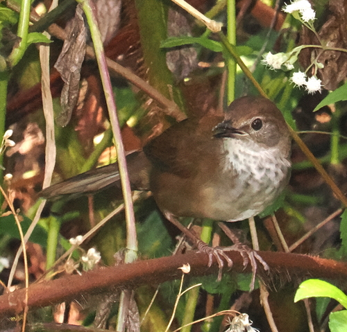 Javan Bush Warbler (Locustella montis), photo 5