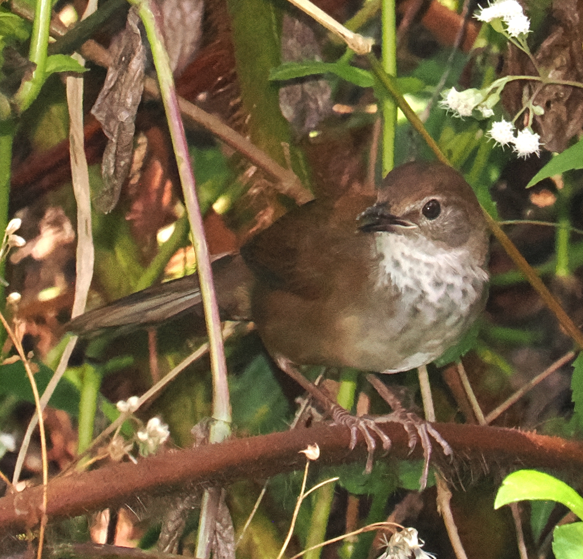 Javan Bush Warbler (Locustella montis), photo 5