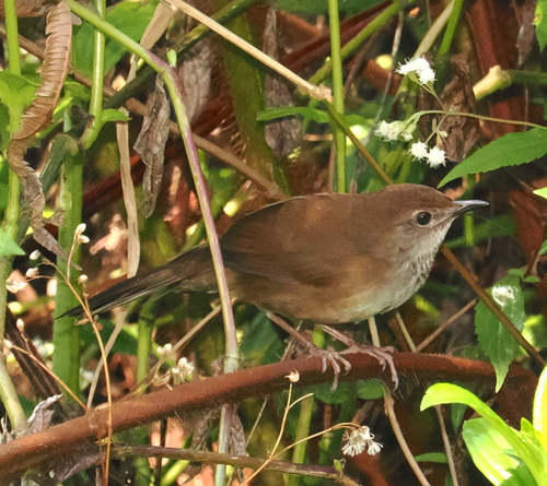 Javan Bush Warbler (Locustella montis), photo 9