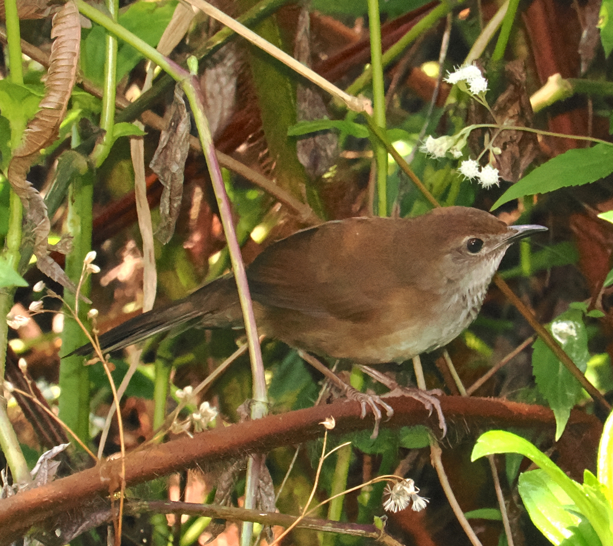 Javan Bush Warbler (Locustella montis), photo 6