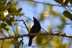 Antilophia galeata
