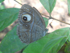 Mycalesis junonia