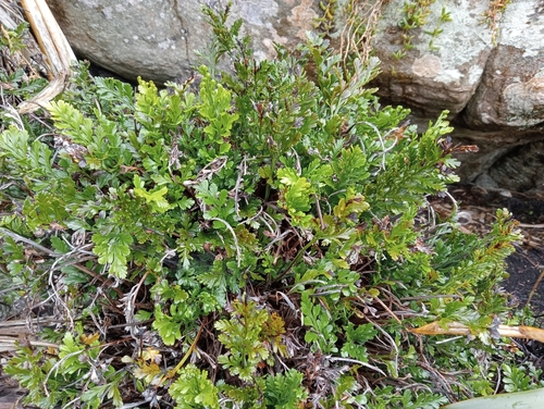 Asplenium chathamense (Asplenium chathamense)