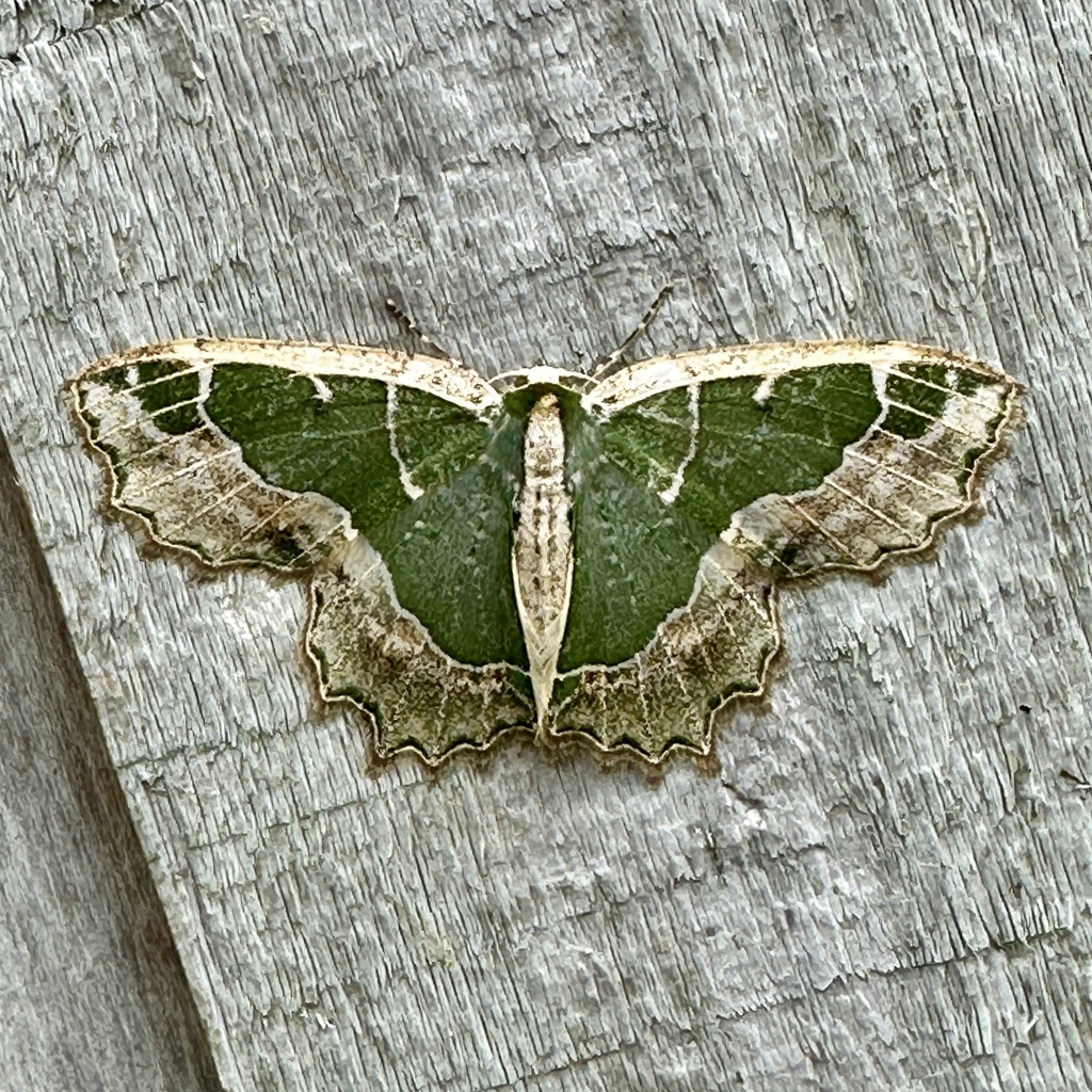 Eucyclodes subliturata