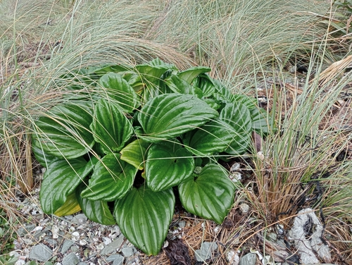 Myosotidium hortensia, photograph 4