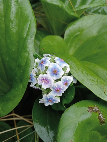 Myosotidium hortensia, photograph 5