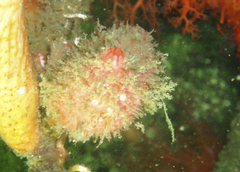 Boltenia villosa
