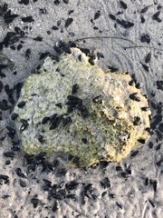 Lampanella minima