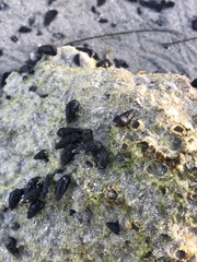Lampanella minima