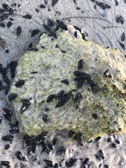 Lampanella minima