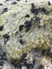 Lampanella minima
