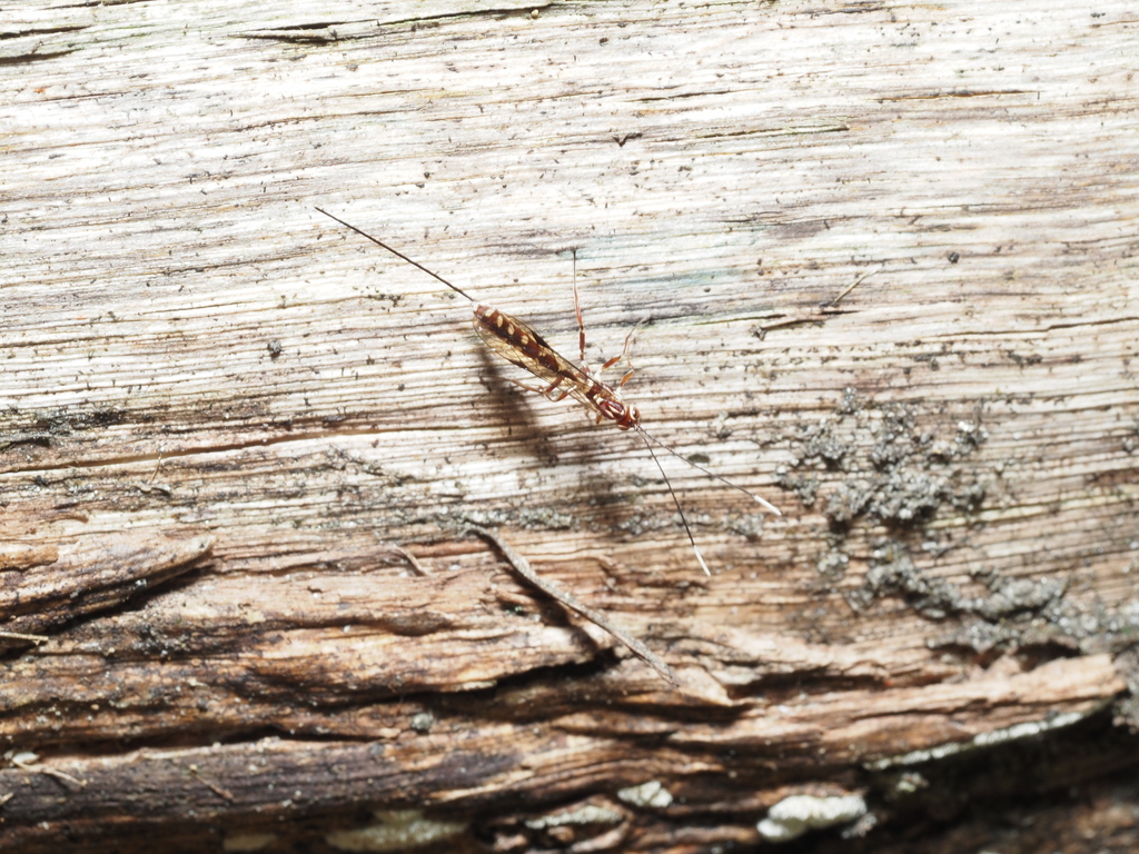 Certonotus avitus