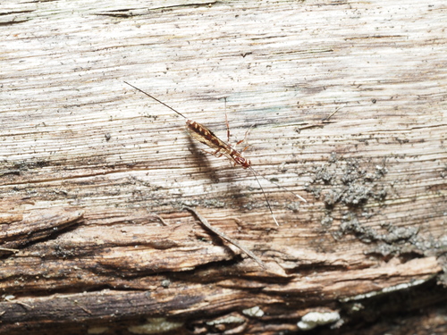 Certonotus avitus