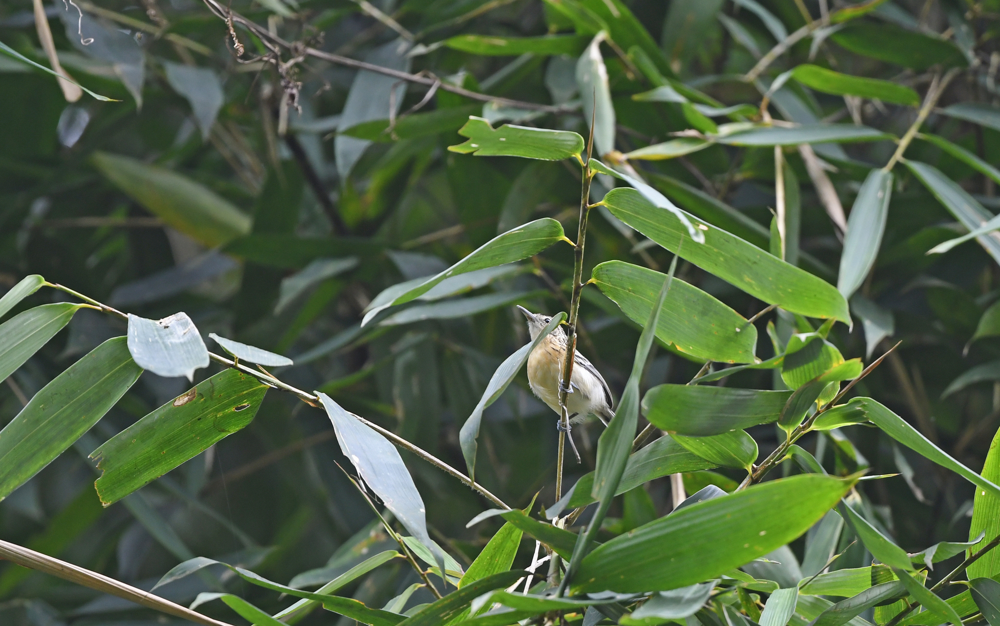 Stripe-chested Antwren (Myrmotherula longicauda), photo 4