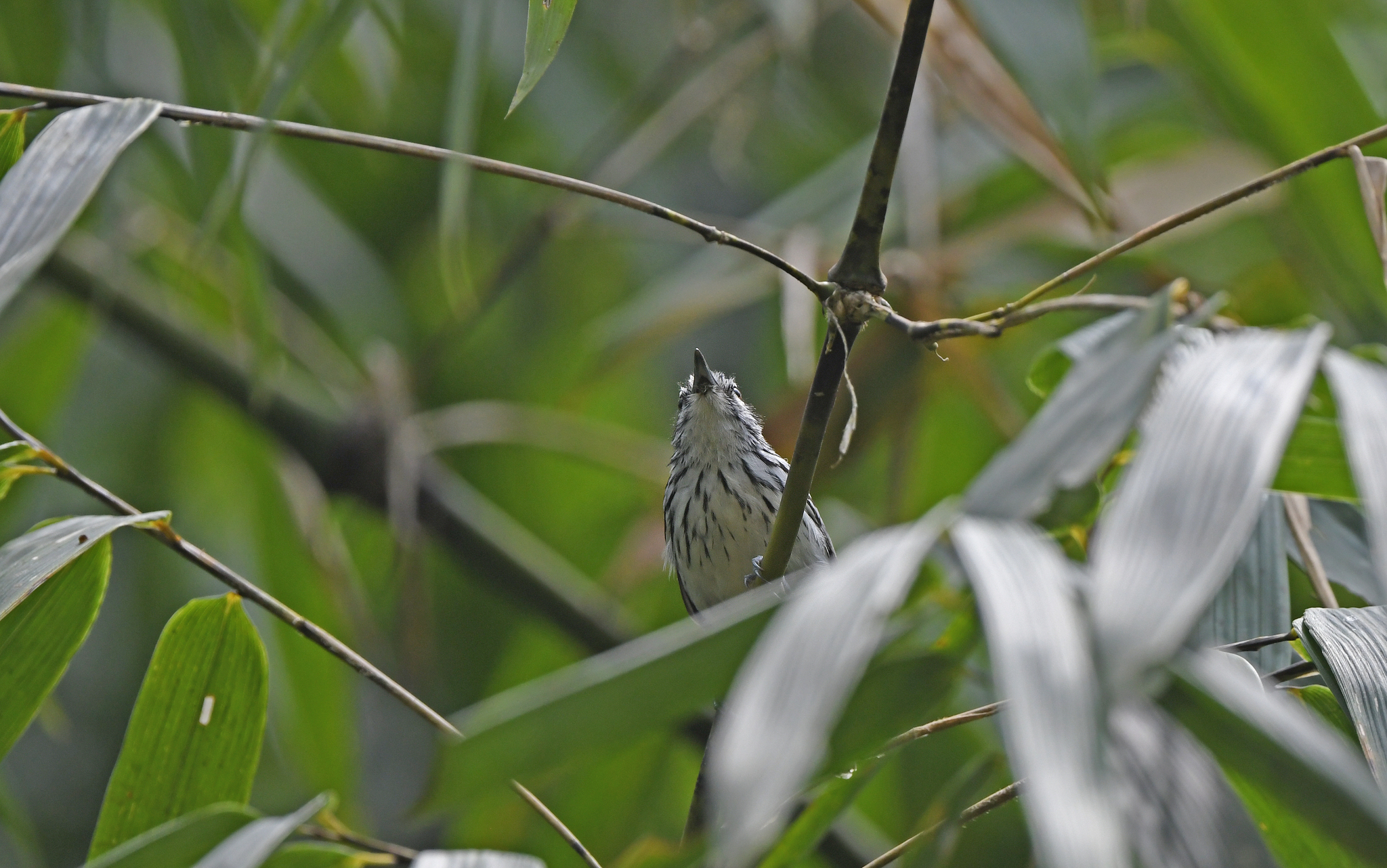 Stripe-chested Antwren (Myrmotherula longicauda), photo 5