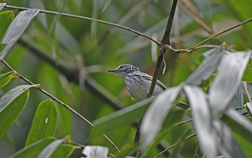 Stripe-chested Antwren (Myrmotherula longicauda), photo 6