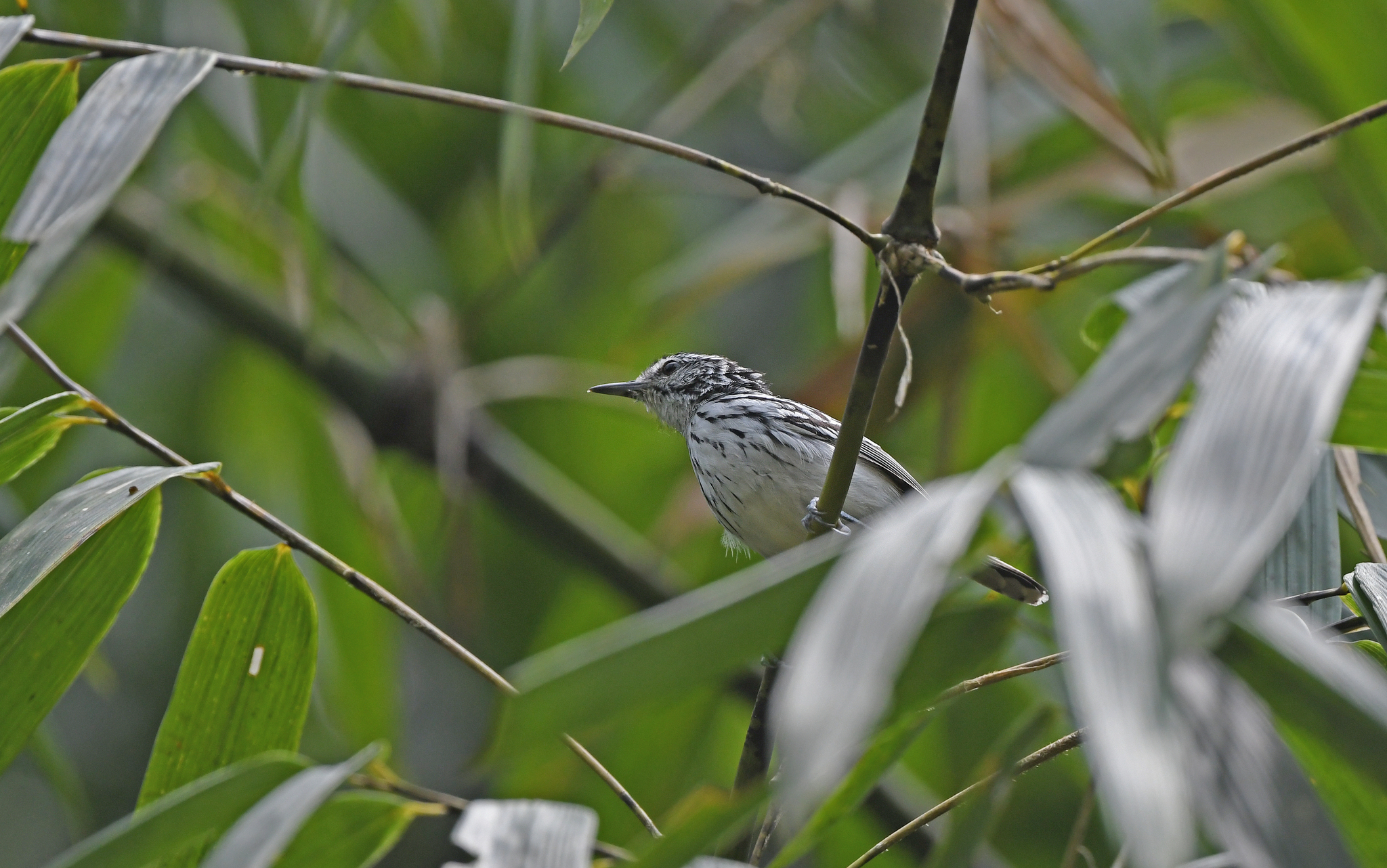 Stripe-chested Antwren (Myrmotherula longicauda), photo 6