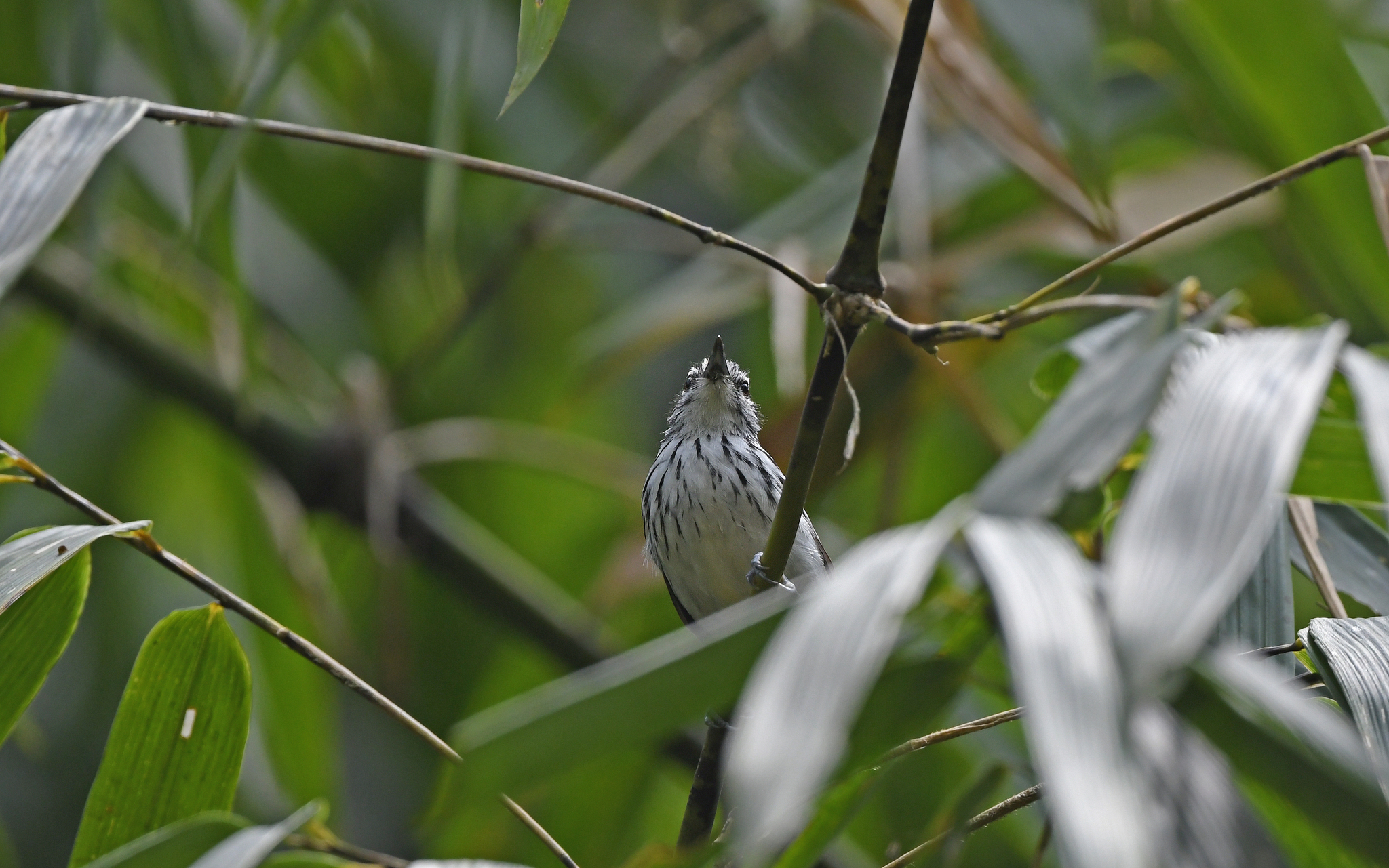 Stripe-chested Antwren (Myrmotherula longicauda), photo 8