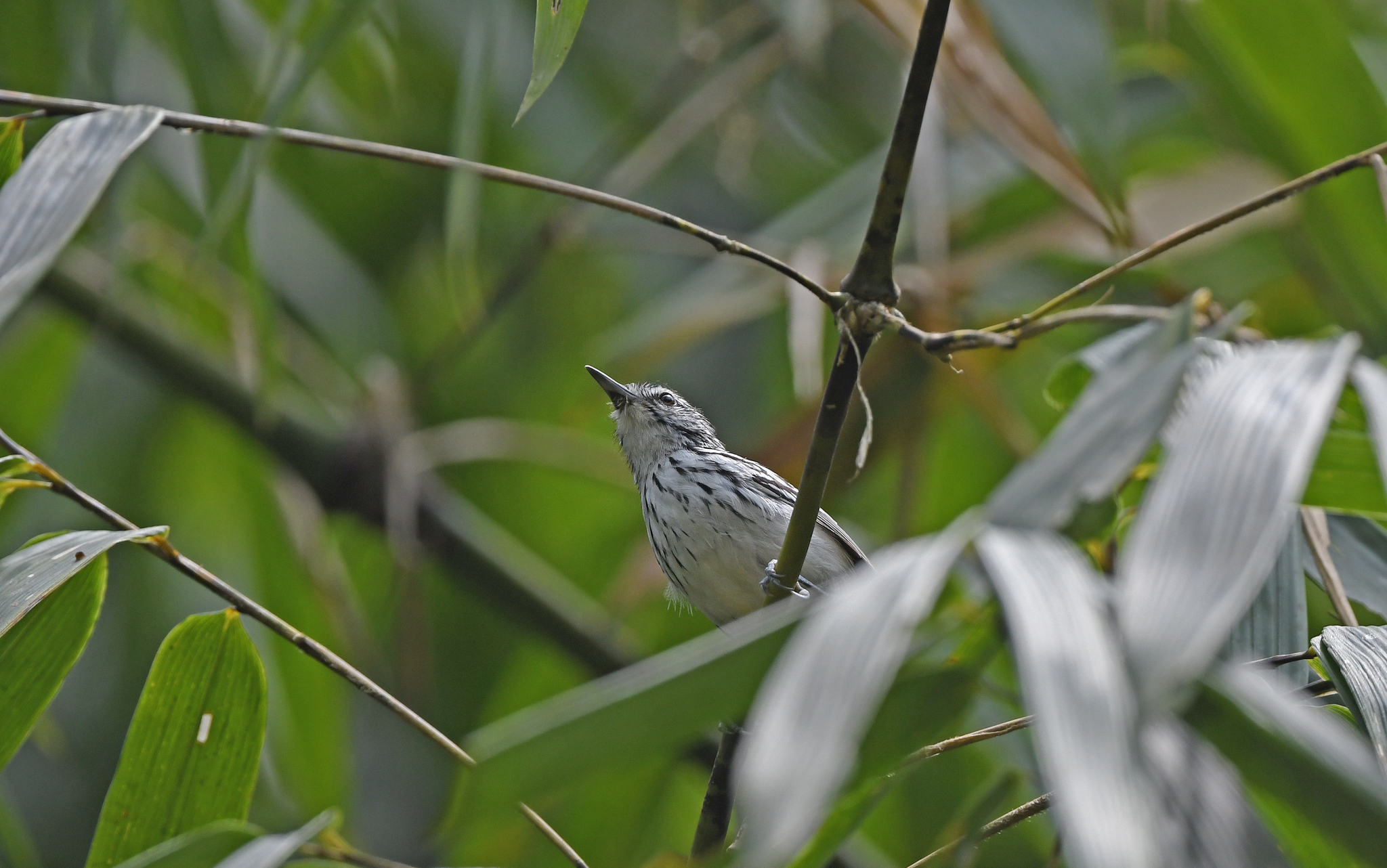 Stripe-chested Antwren (Myrmotherula longicauda), photo 7