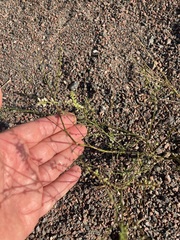 Melilotus albus image