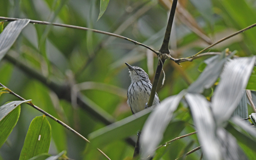 Stripe-chested Antwren (Myrmotherula longicauda), photo 9