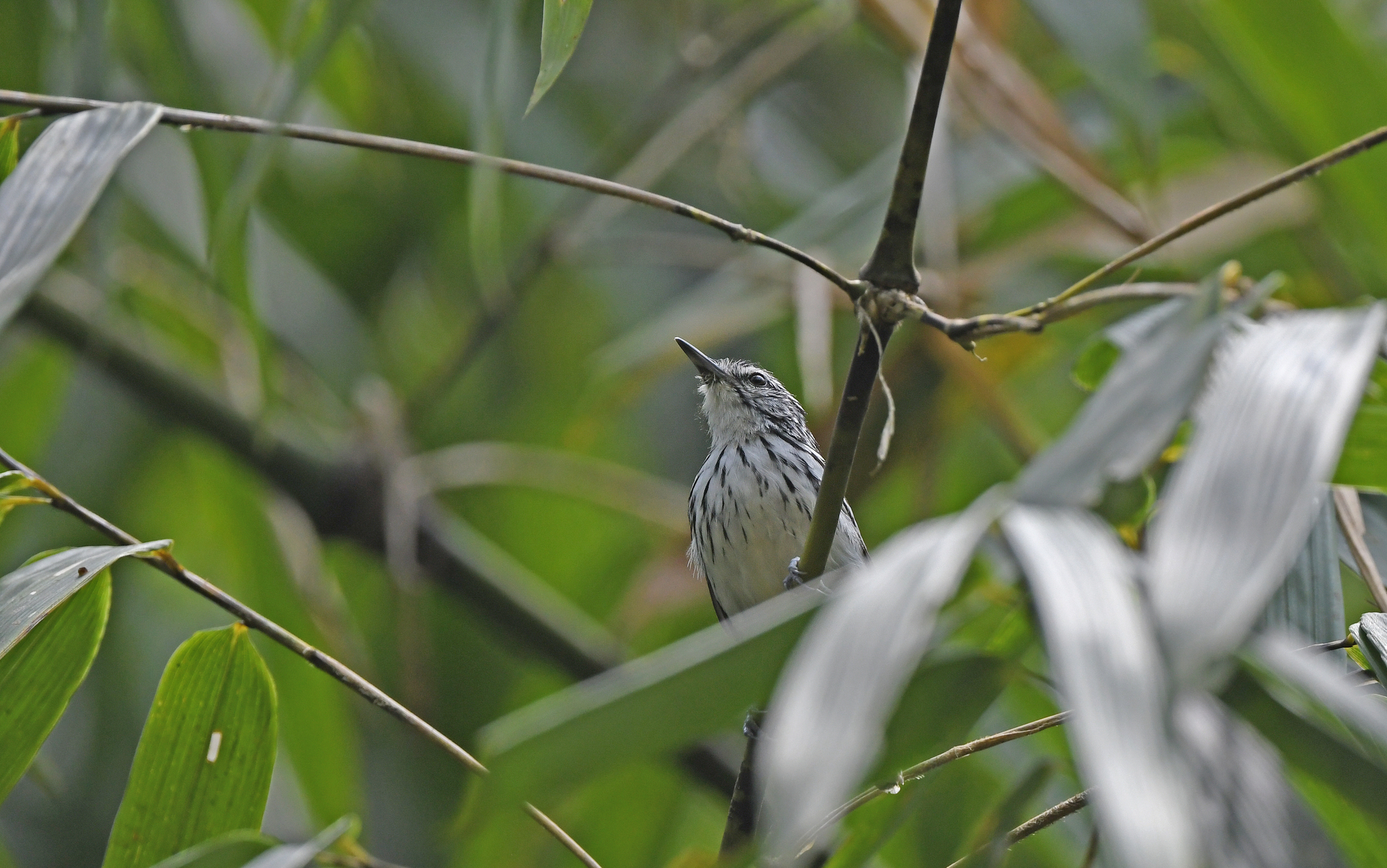 Stripe-chested Antwren (Myrmotherula longicauda), photo 9
