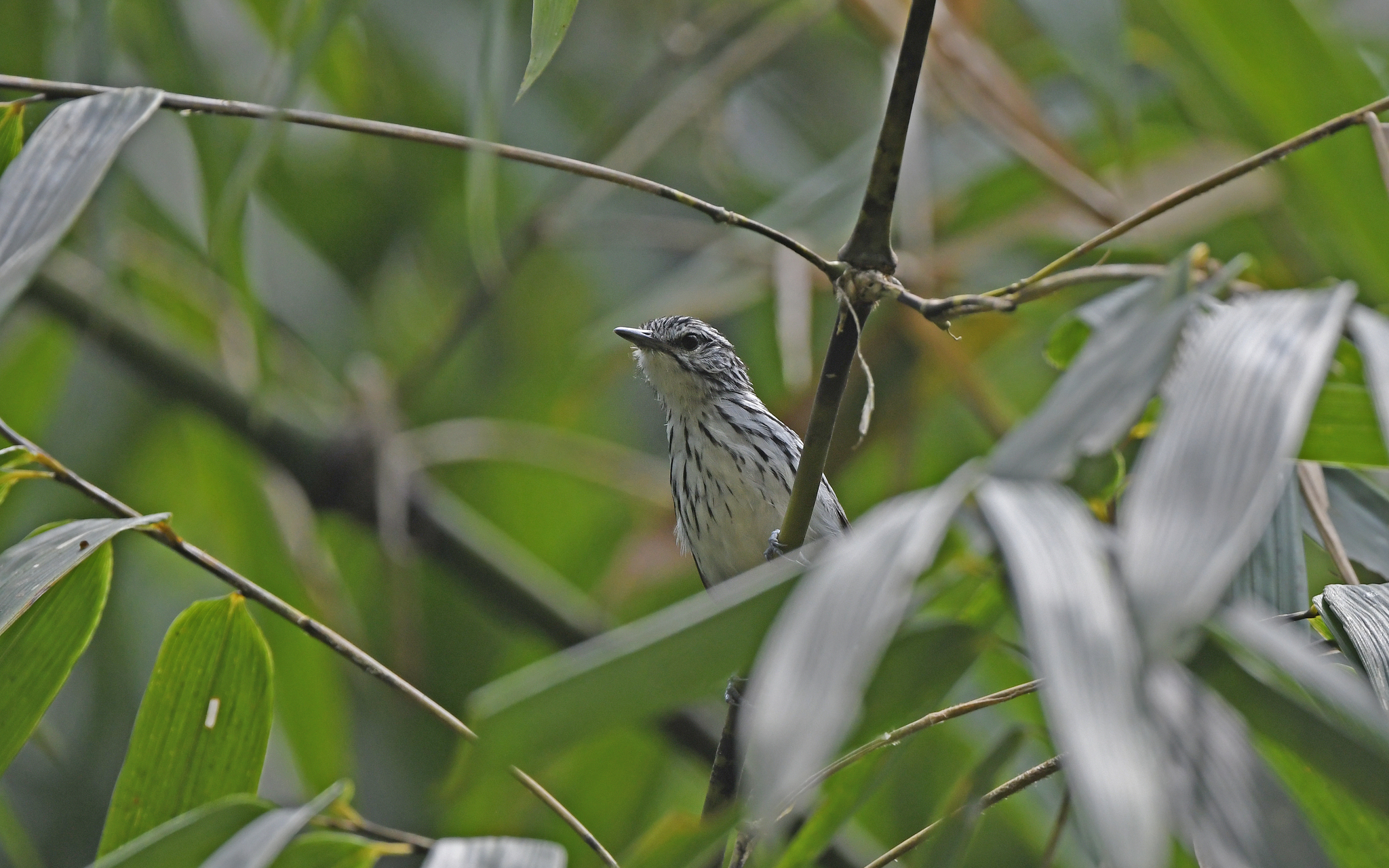 Stripe-chested Antwren (Myrmotherula longicauda), photo 10
