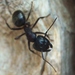 Camponotus reichardti - Photo (c) Askar Akhmedov, some rights reserved (CC BY-NC), uploaded by Askar Akhmedov
