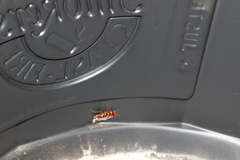 Periplaneta australasiae