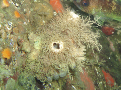 Bristly Tunicate photo 3